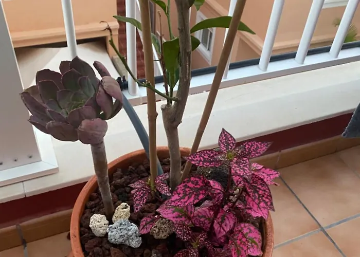 Lucie Exclusive With A Stunning View Chayofa