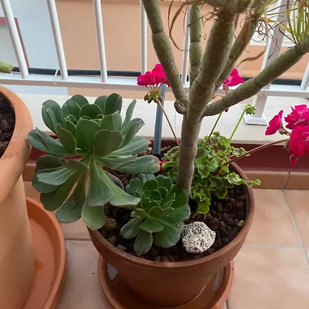 Daire Lucie Exclusive With A Stunning View Chayofa