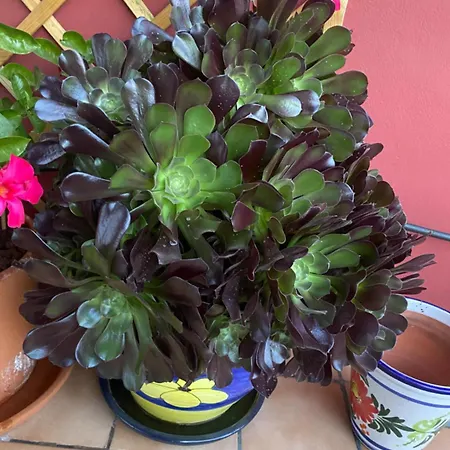 Lucie Exclusive With A Stunning View Chayofa