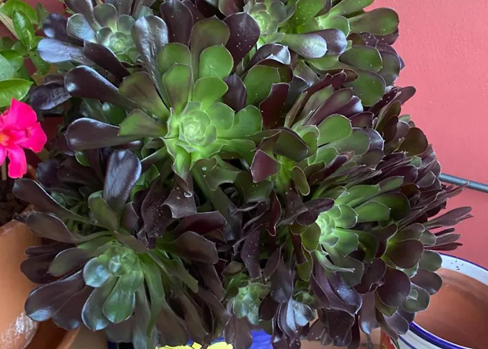 Lucie Exclusive With A Stunning View Chayofa