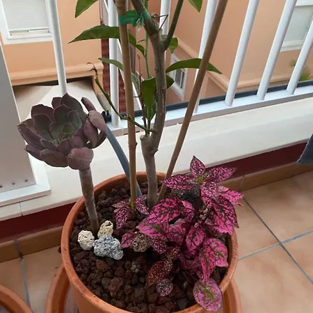 Lucie Exclusive With A Stunning View Chayofa