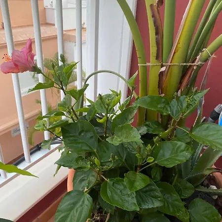 Lucie Exclusive With A Stunning View Chayofa