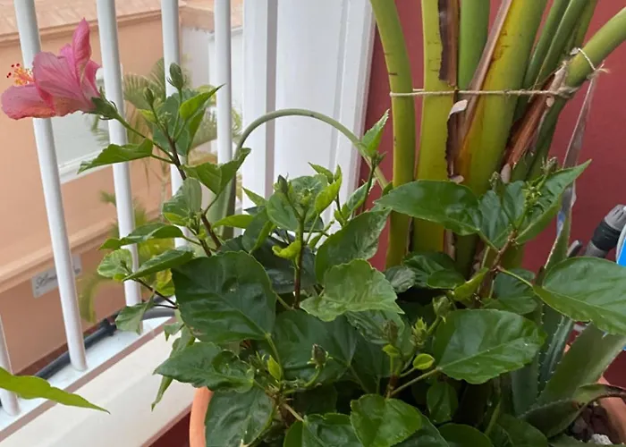 Lucie Exclusive With A Stunning View Chayofa